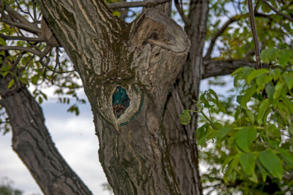 mastic tree