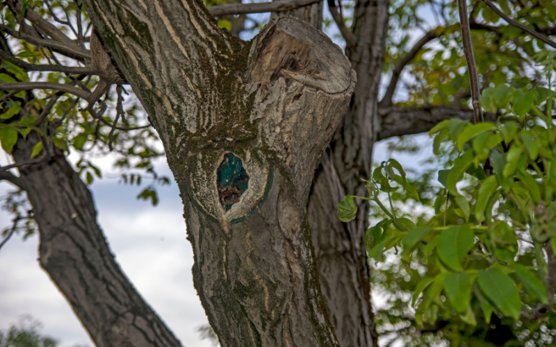 mastic tree