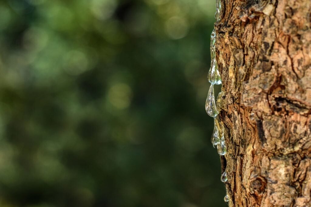 mastic tree