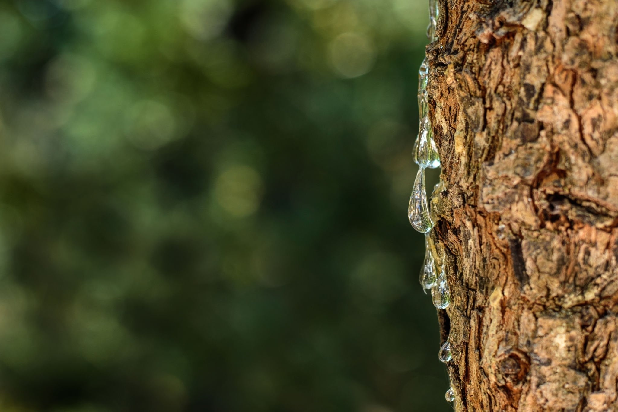 mastic tree