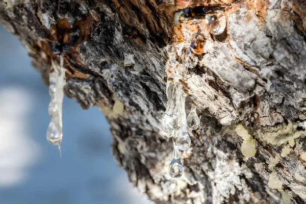 best greek mastic gum
