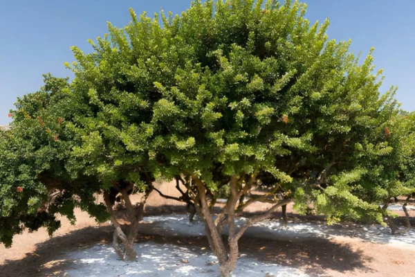 greek mastic