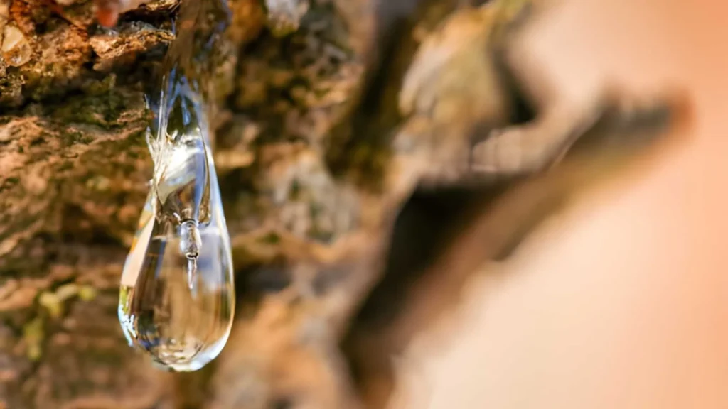 greek mastic gum