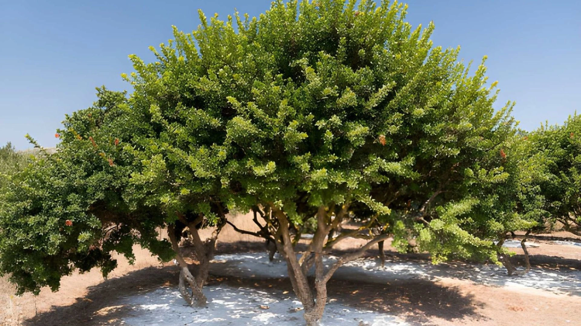 greek mastic