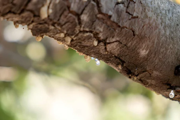 the best mastic tree