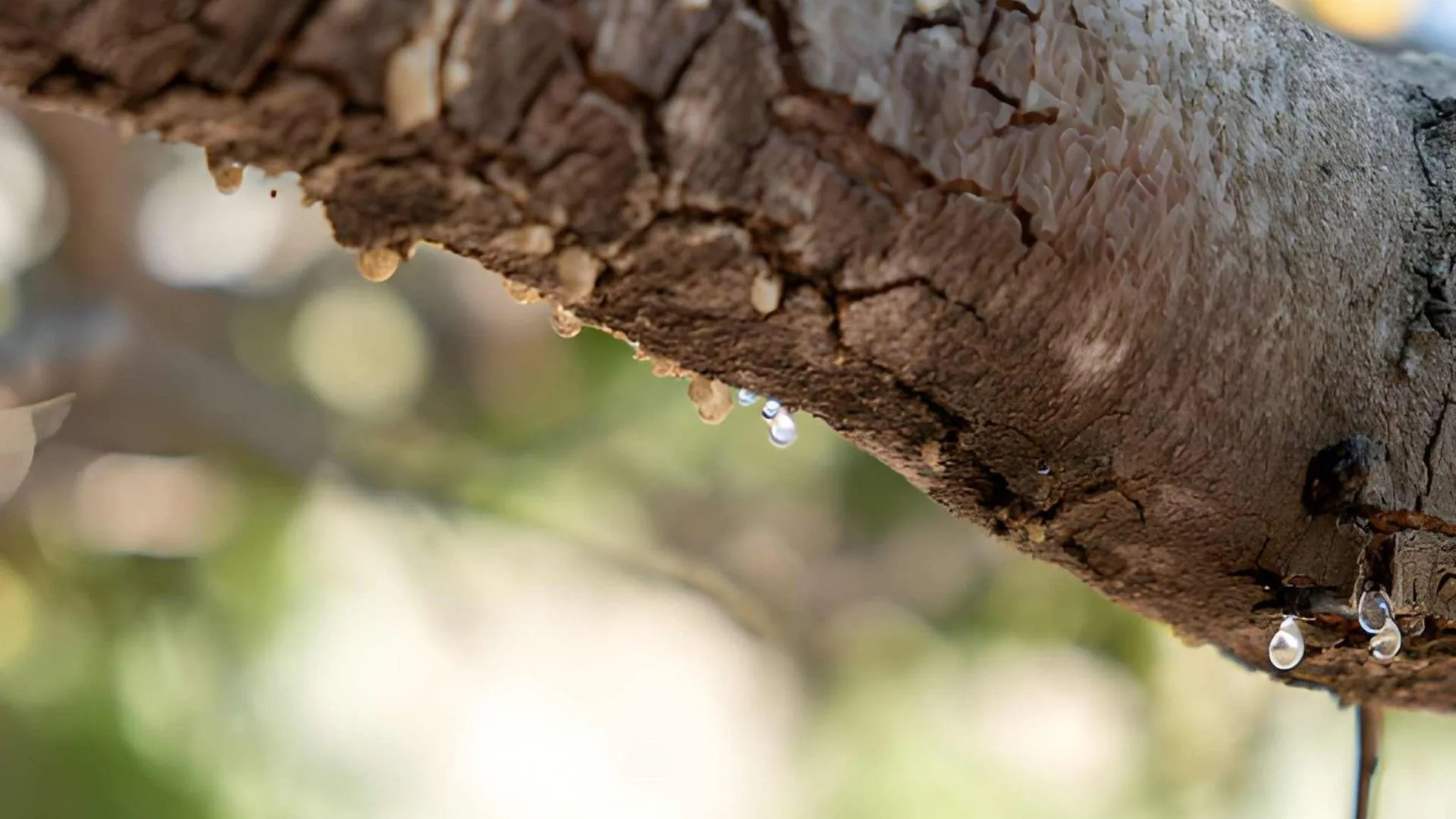 the best mastic tree